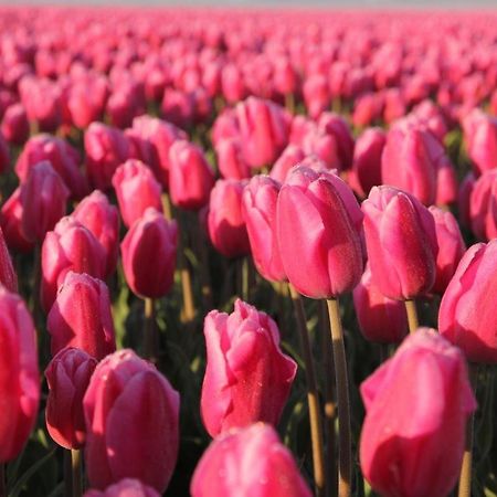 Hotelhuisjes Aartswoud Bagian luar foto