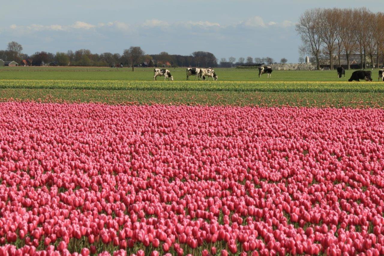 Hotelhuisjes Aartswoud Bagian luar foto